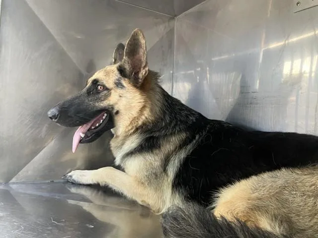 A young large-sized female Mixed Breed dog named Bluffie for adoption in Dallas, TX