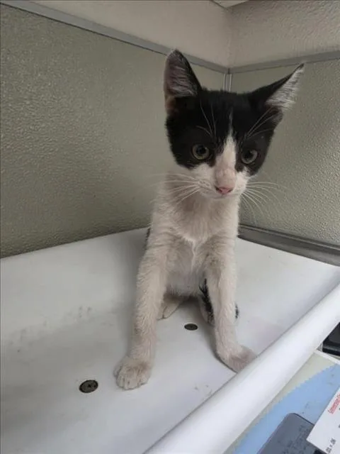 A baby small-sized female Domestic Short Hair cat named Coco for adoption in Tracy, CA