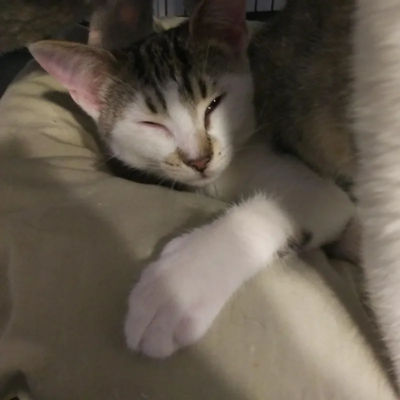 A baby medium-sized female Tabby (Buff / Tan / Fawn) Domestic Short Hair cat named Alicia for adoption in Port Wentworth, GA