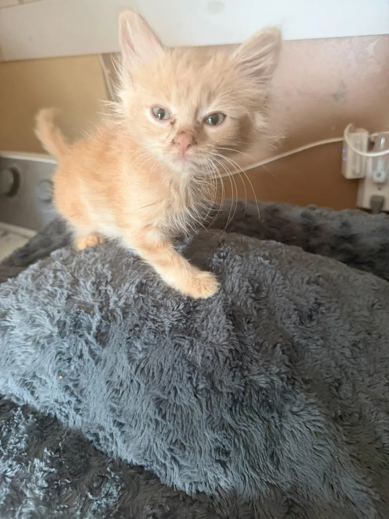 A baby medium-sized female Tabby (Orange / Red) Domestic Medium Hair cat named Teddy for adoption in Oklahoma City, OK