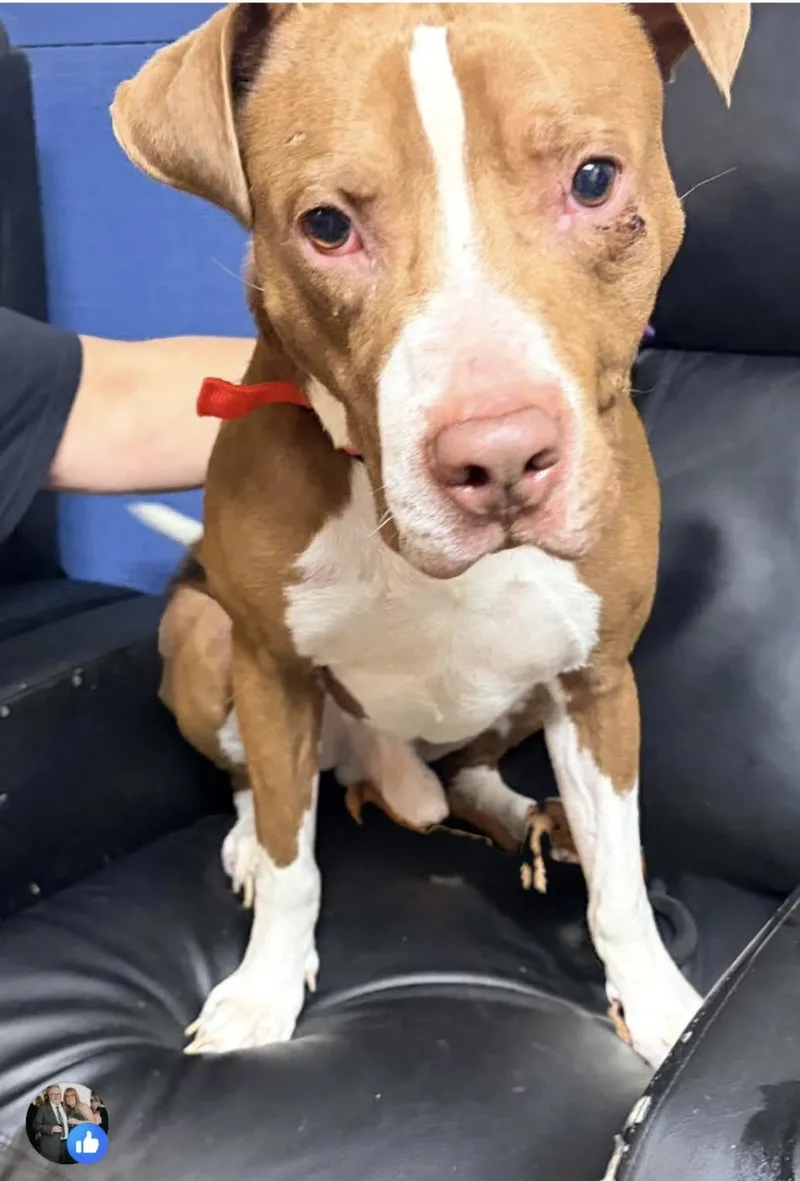 A young medium-sized male Mixed Breed dog named Astro for adoption in McKeesport, PA