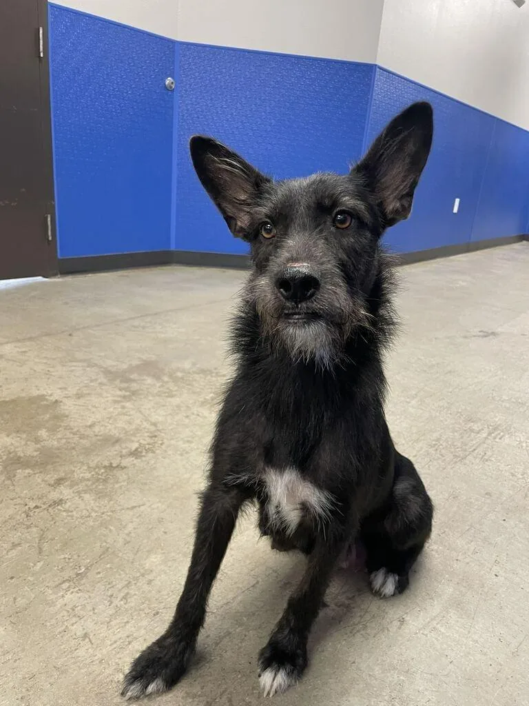A young medium-sized female Mixed Breed dog named Cupcake for adoption in Minot, ND