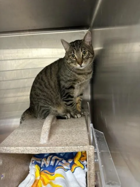 A young medium-sized male Domestic Short Hair cat named Mufasa for adoption in Los Angeles, CA