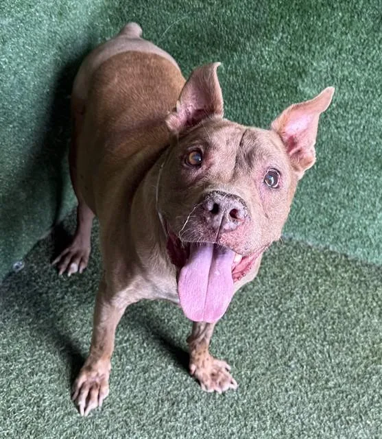 An adult large-sized male Pit Bull Terrier dog named Cocoa for adoption in Lancaster, CA