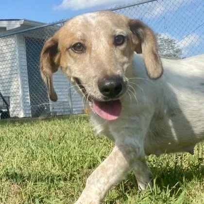 An adult medium-sized female Dachshund dog named Bun for adoption in Erie, PA
