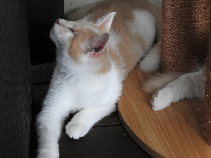 A young medium-sized male Domestic Medium Hair cat named Chantilly and Nestle for adoption in Somerset, KY