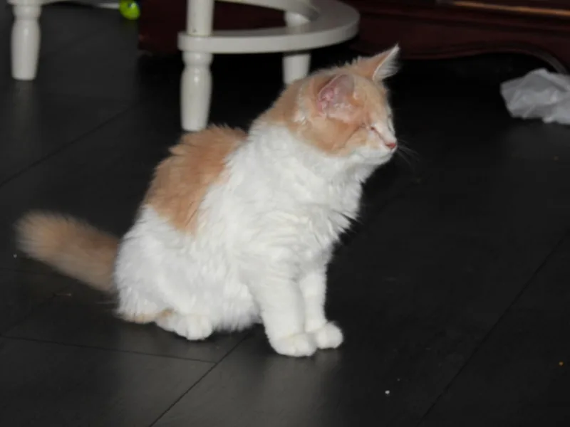 Chantilly and Nestle thumbnail 2