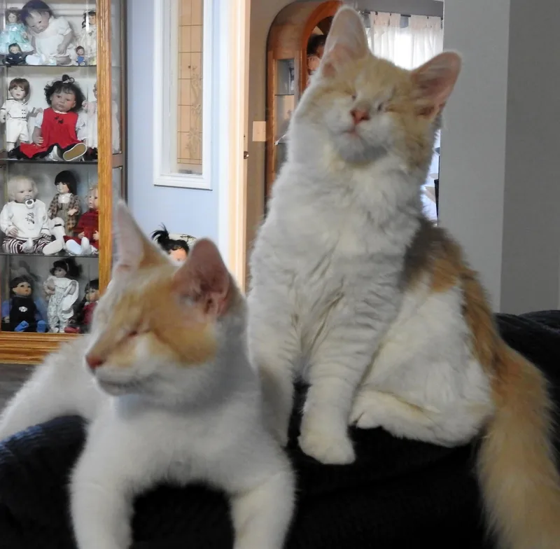 Chantilly and Nestle thumbnail 3