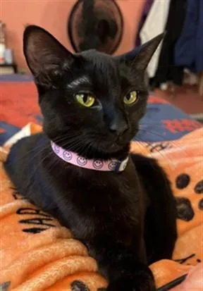 An adult medium-sized female Domestic Short Hair cat named Tapioca for adoption in Washington, DC