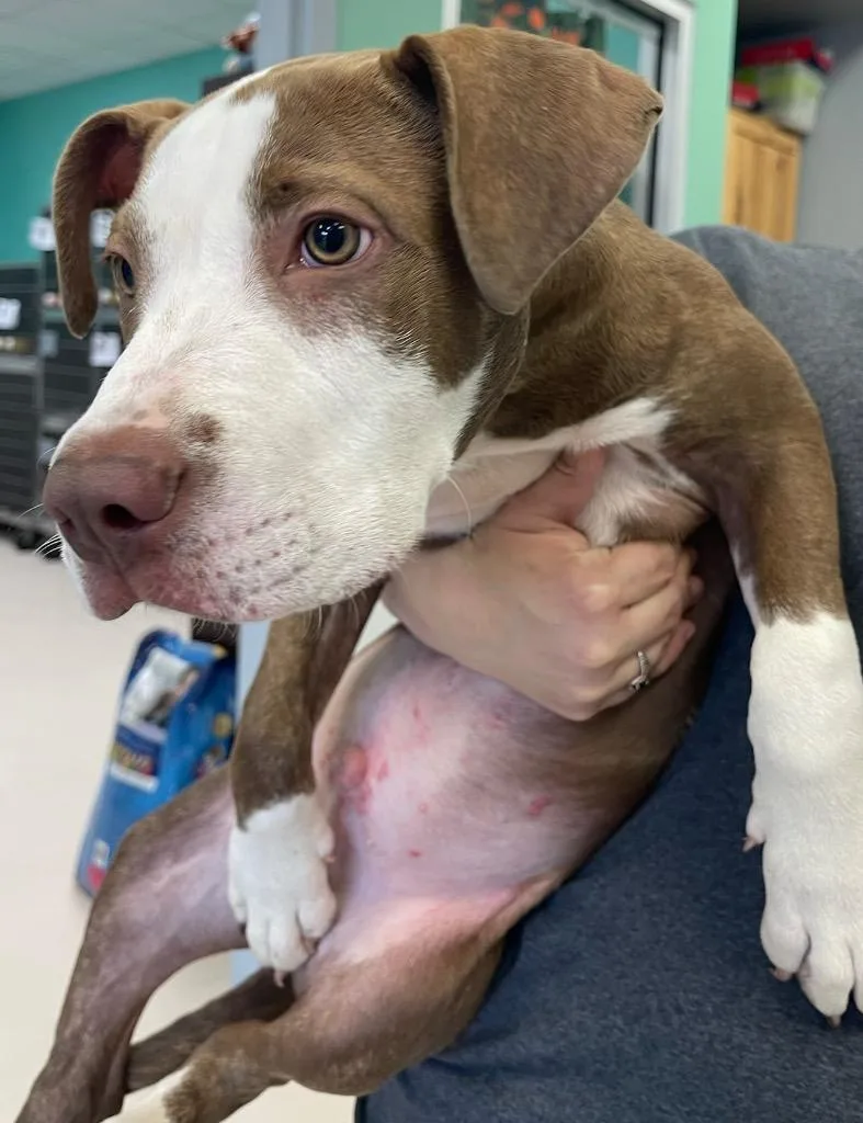 A baby medium-sized male Pit Bull Terrier dog named Snoop Dogg for adoption in Belton, TX