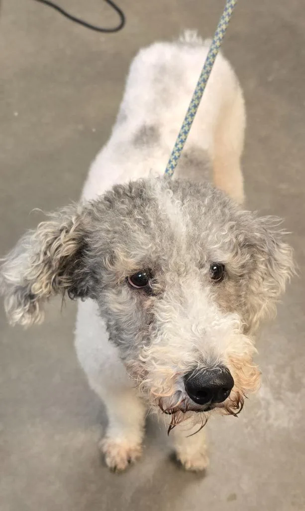 An adult medium-sized male Poodle dog named Kai for adoption in Murphysboro, IL