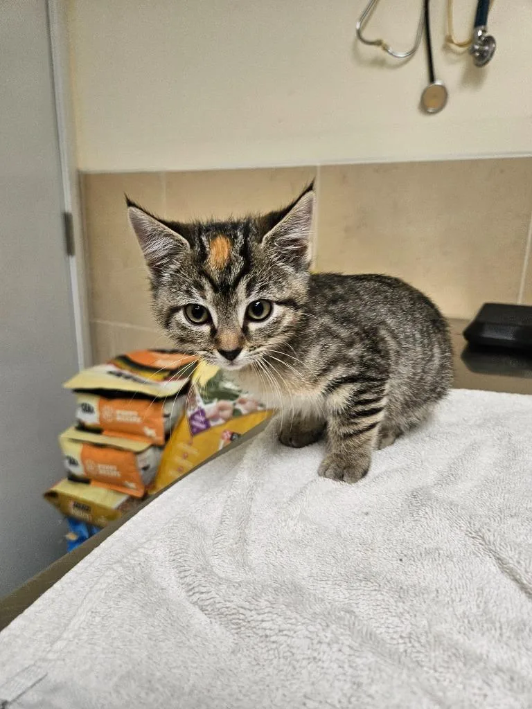 A baby small-sized female Domestic Short Hair cat named S'more for adoption in Pratt, KS