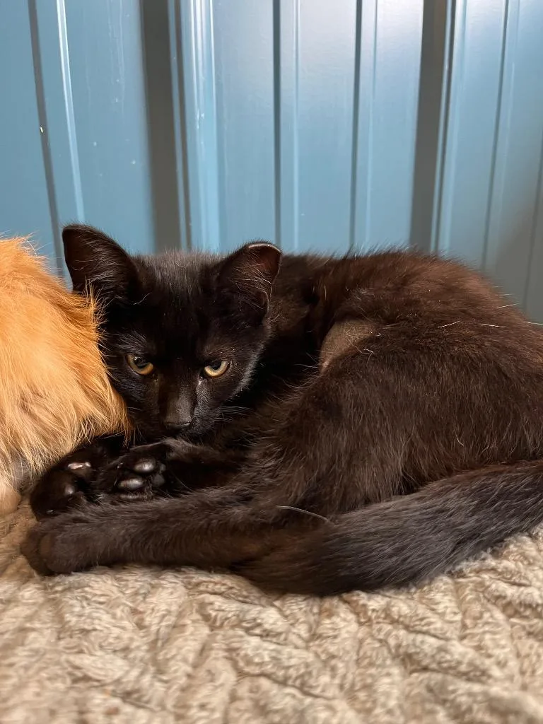 A baby medium-sized female Domestic Short Hair cat named River for adoption in Pierceton, IN