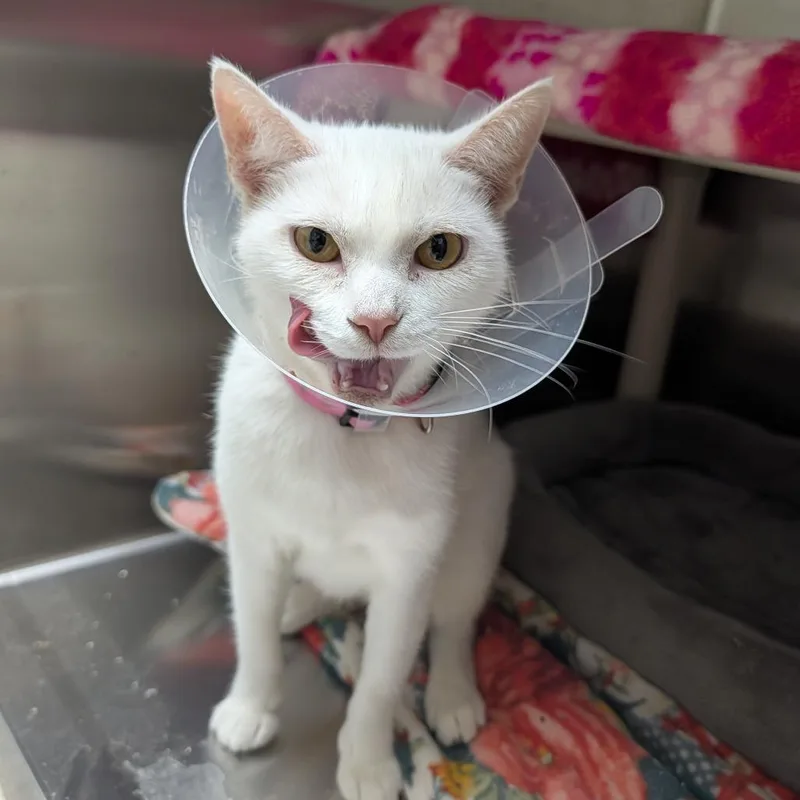A young small-sized female White Domestic Short Hair cat named Adelaide for adoption in Detroit Lakes, MN