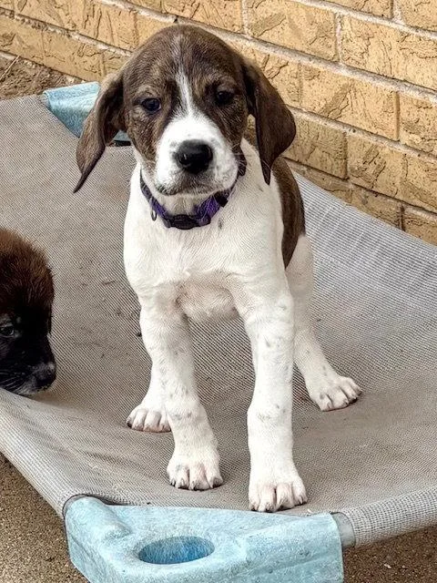 A baby medium-sized female Plott Hound dog named Denali for adoption in Hillside, IL