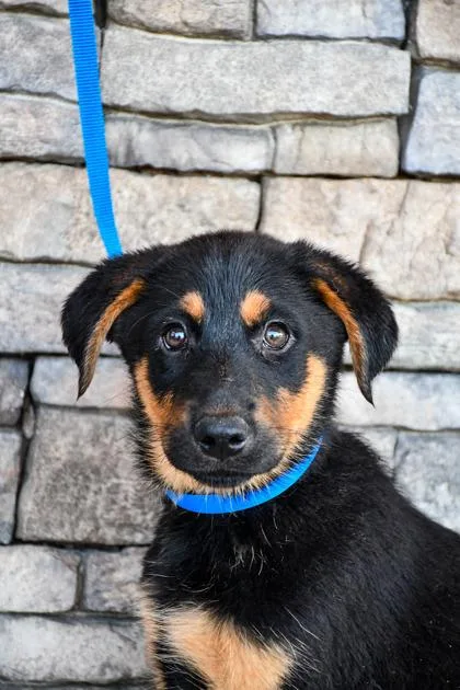 A baby large-sized male Labrador Retriever dog named Flint for adoption in Yakima, WA