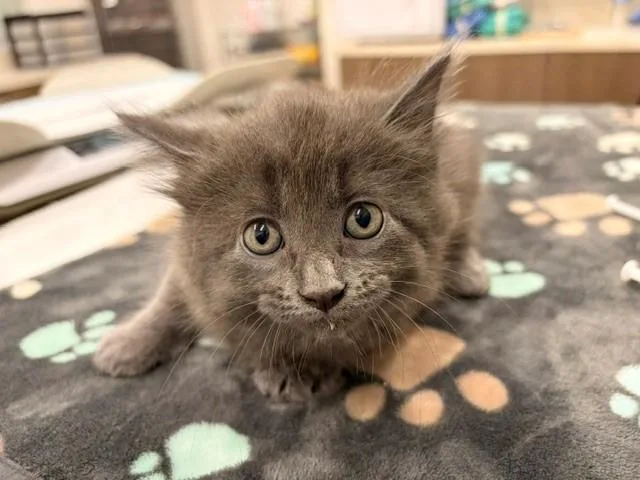 A baby small-sized female Domestic Medium Hair cat named Susan for adoption in Baytown, TX
