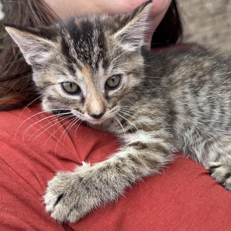 A baby medium-sized female Tabby (Gray / Blue / Silver) Tabby cat named Hattie for adoption in Water Valley, MS