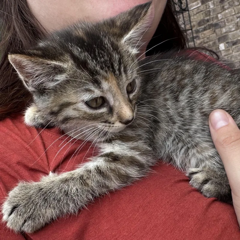 Hattie thumbnail 2