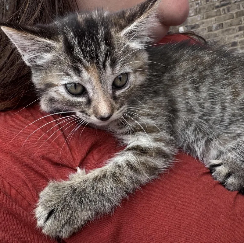 Hattie thumbnail 3