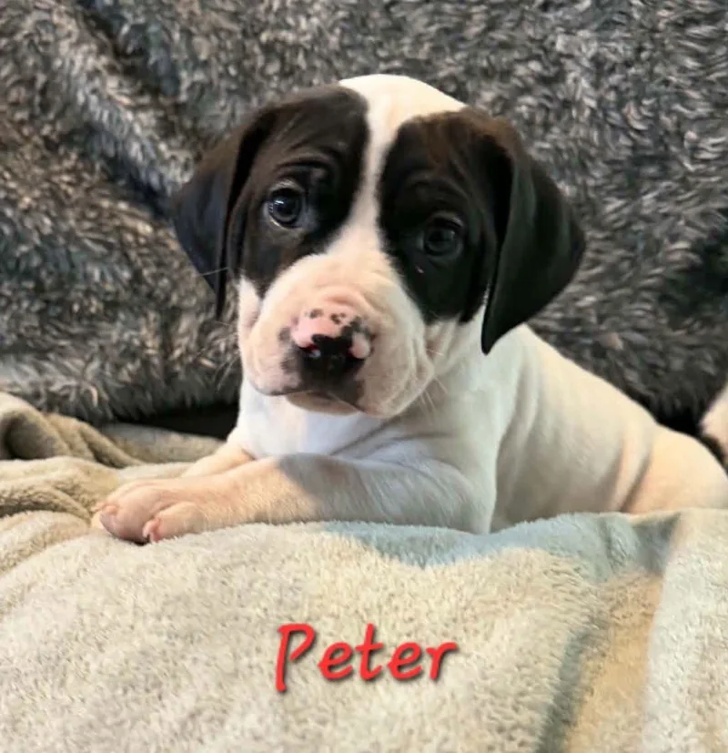 Peter thumbnail 3