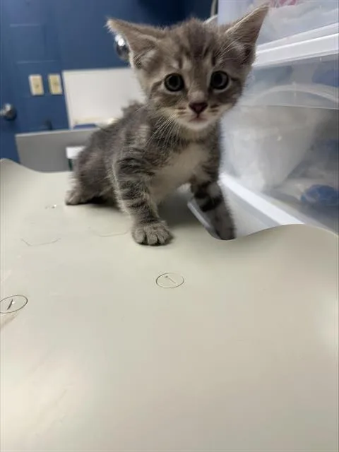 A baby small-sized male Domestic Short Hair cat named Rainy for adoption in Santa Cruz, CA