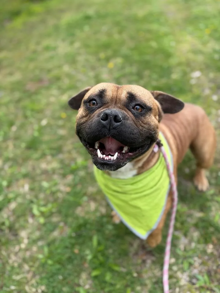 A young medium-sized male Terrier dog named Tarzan for adoption in Pomona, NY