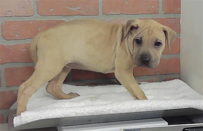 A baby small-sized female Staffordshire Bull Terrier dog named Aniya for adoption in Houston, TX