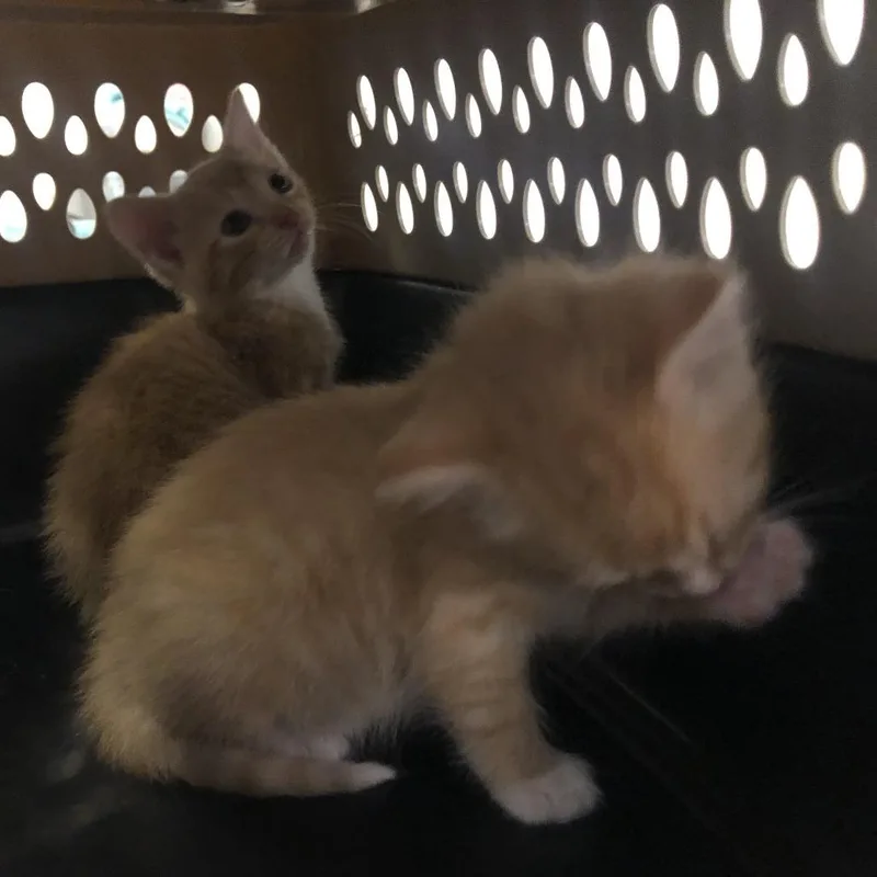 A baby small-sized female Orange / Red Domestic Short Hair cat named Solar for adoption in Saint Louis, MO