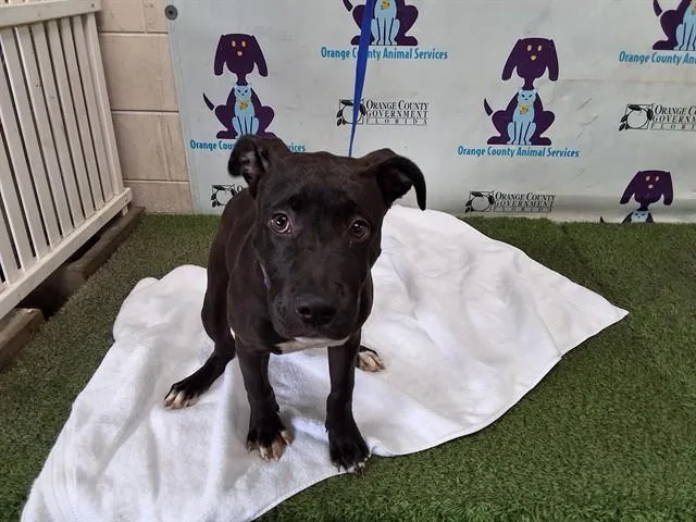 A baby small-sized female Labrador Retriever dog named Journey for adoption in Orlando, FL