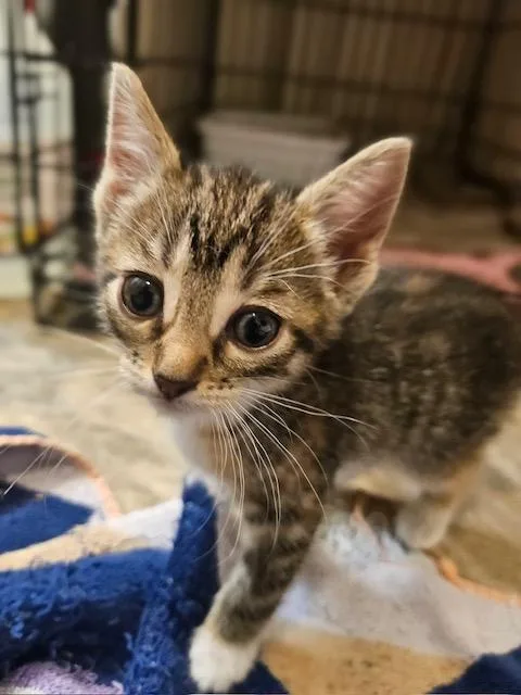 A baby small-sized female Tabby (Brown / Chocolate) Domestic Short Hair cat named Tessa for adoption in Hudsonville, MI