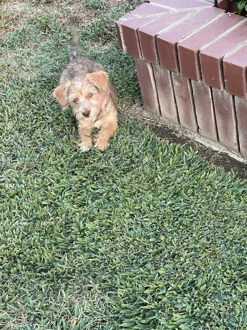 Baby Cricket