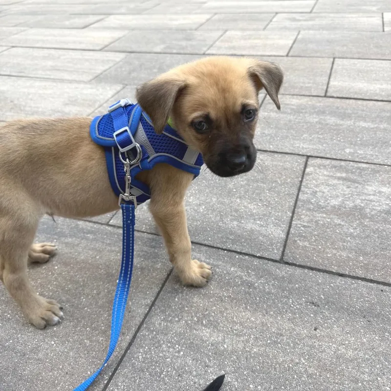 A baby small-sized male Brown / Chocolate Mixed Breed dog named Ojo for adoption in Buffalo, MN