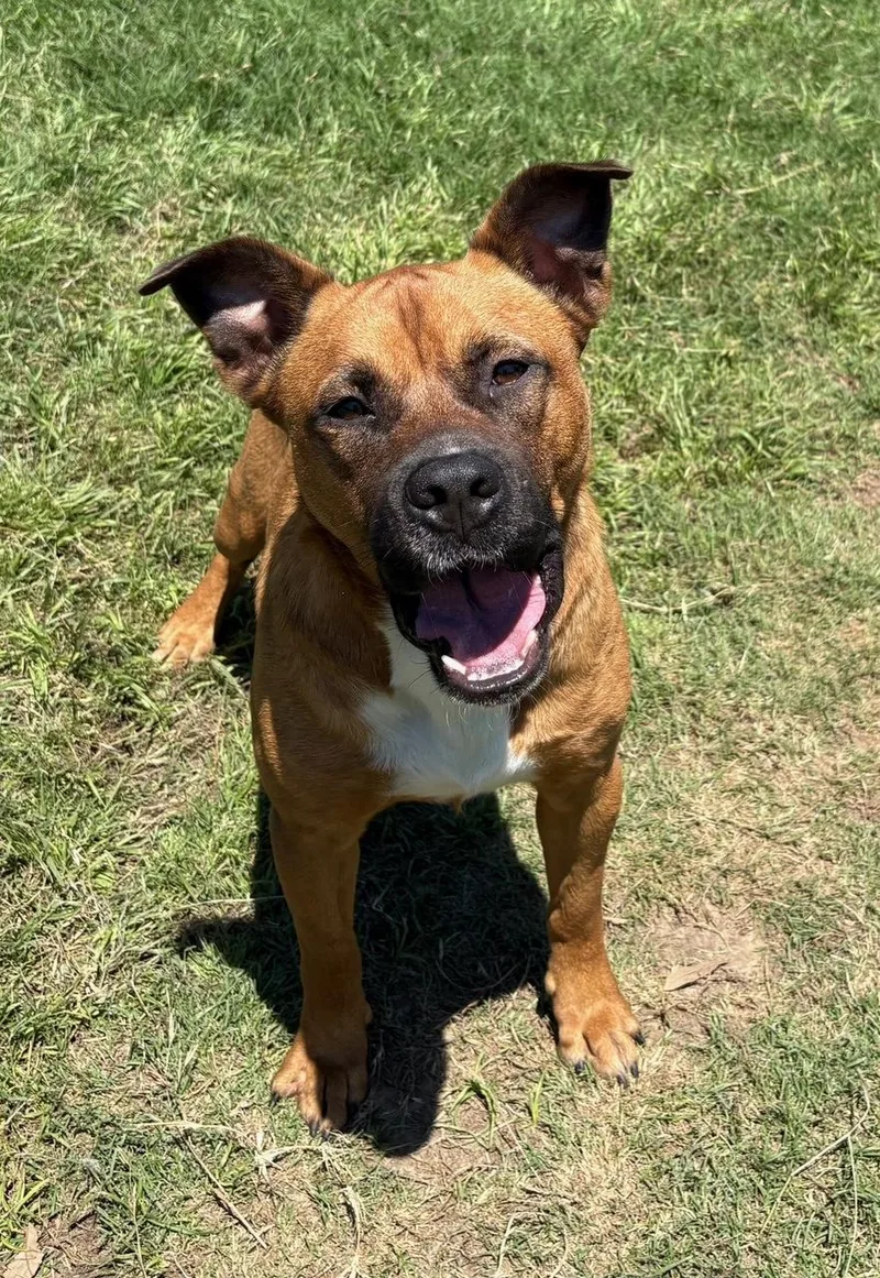 An adult medium-sized male Black Mouth Cur dog named Rusty for adoption in Lavon, TX