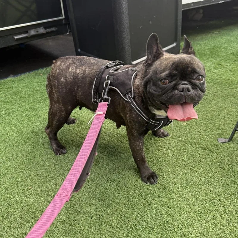 An adult small-sized female Brindle French Bulldog dog named Nicki Minaj for adoption in Tampa, FL