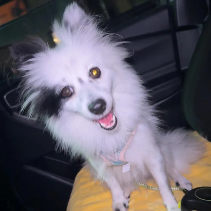 An adult small-sized female Mixed Breed dog named Marshmallow for adoption in Newark, NJ
