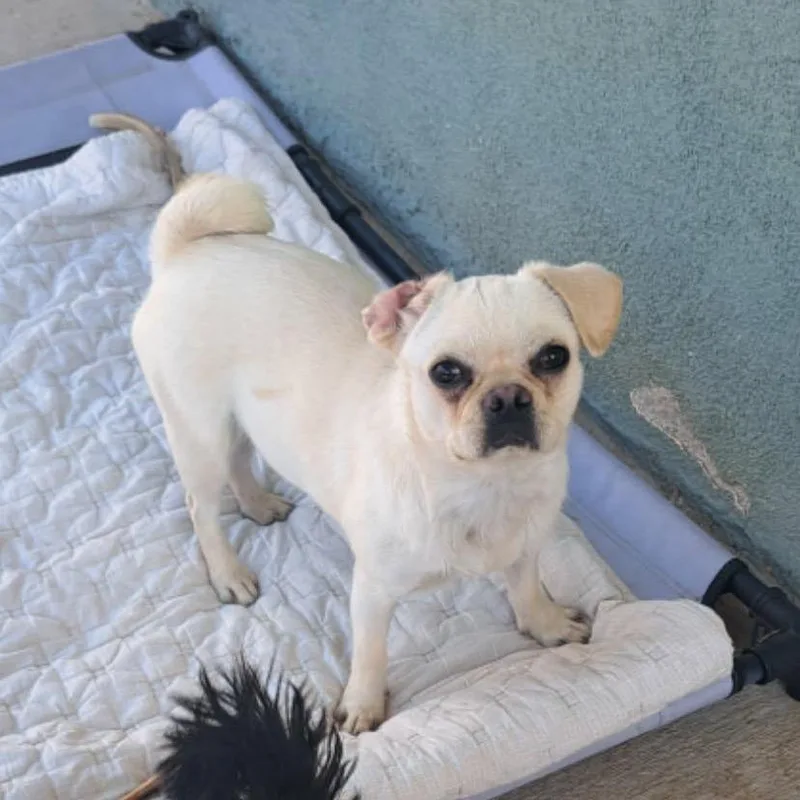 A young medium-sized female White / Cream Pug dog named Gnocchi for adoption in San Diego, CA