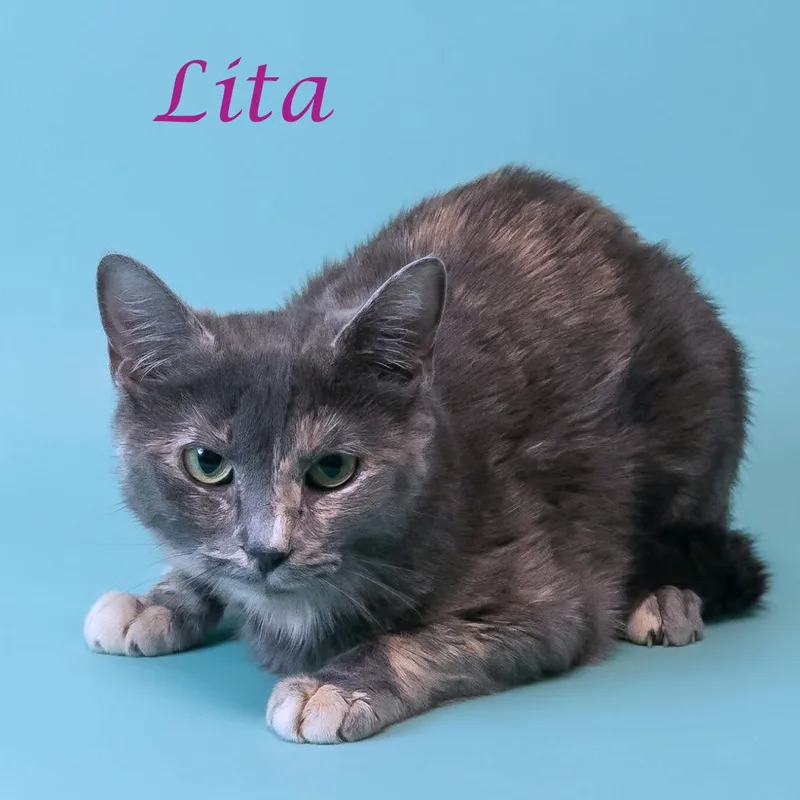 Lita C