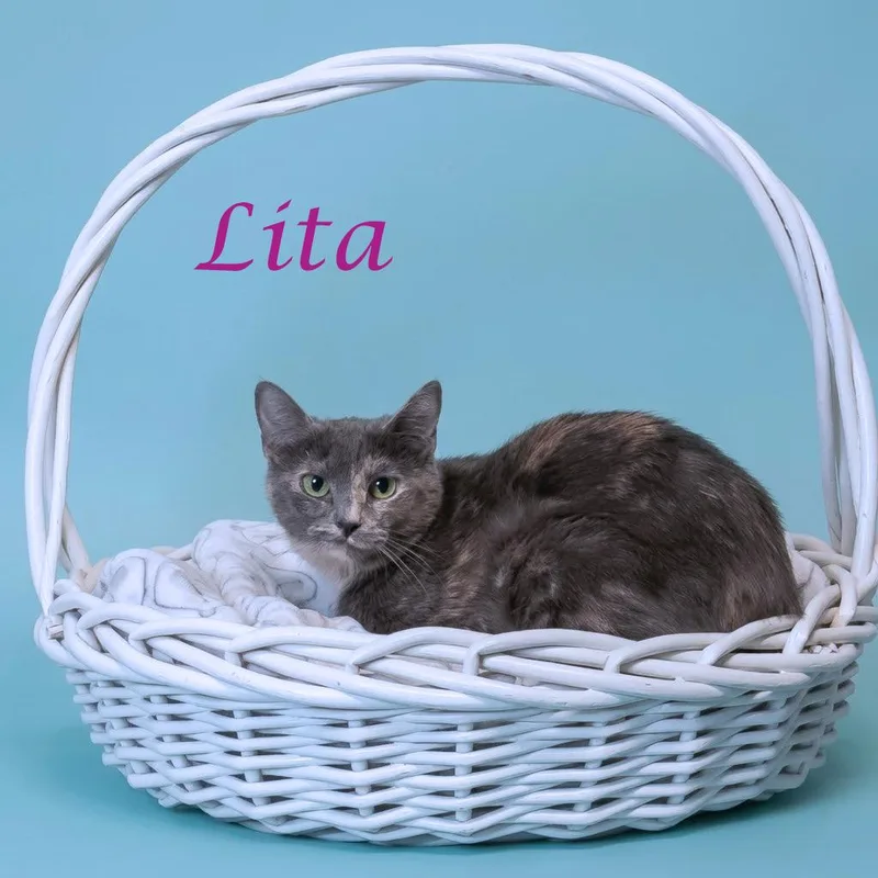 Lita C thumbnail 2