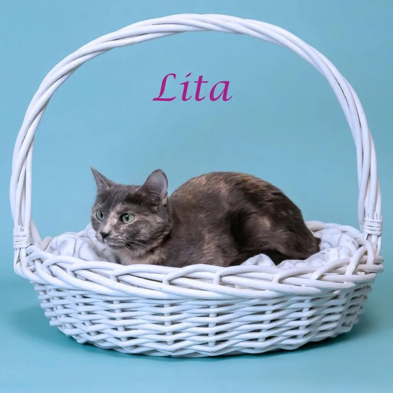 Lita C thumbnail 3