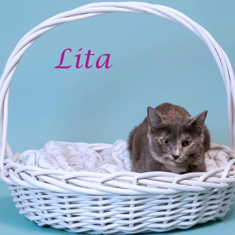 Lita C thumbnail 4