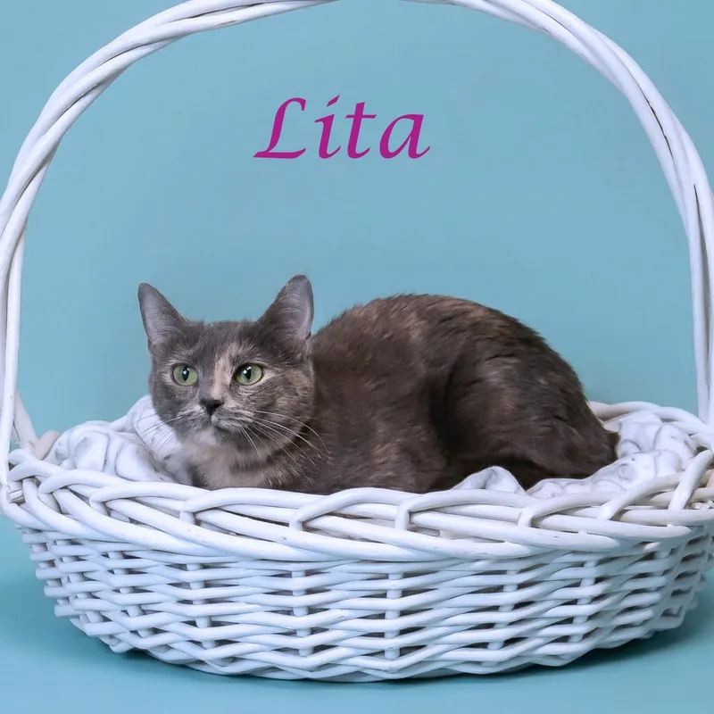 Lita C thumbnail 5