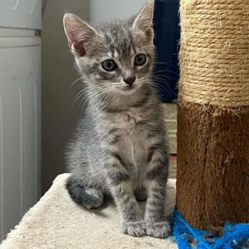 A baby small-sized female Gray / Blue / Silver Domestic Short Hair cat named Bubble Wrap for adoption in Bastrop, TX
