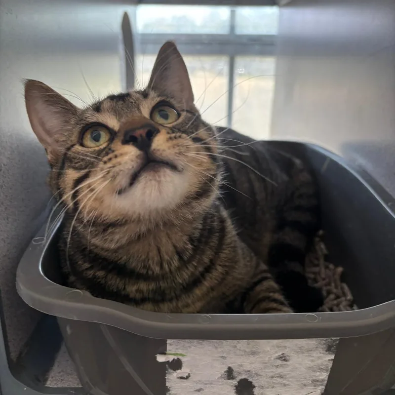A young medium-sized male Gray / Blue / Silver Domestic Short Hair cat named Cw for adoption in Monroe, LA