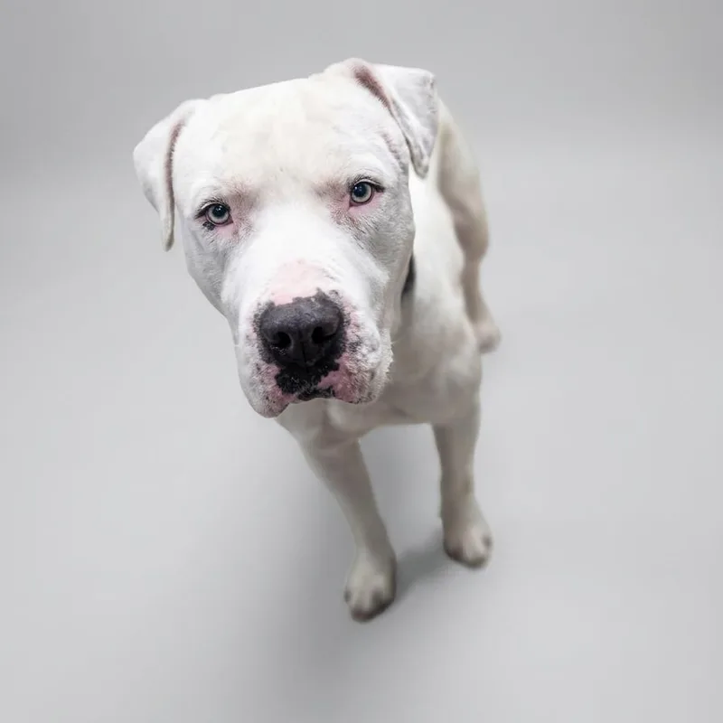 An adult large-sized male White / Cream Dogo Argentino dog named Draco for adoption in Enid, OK