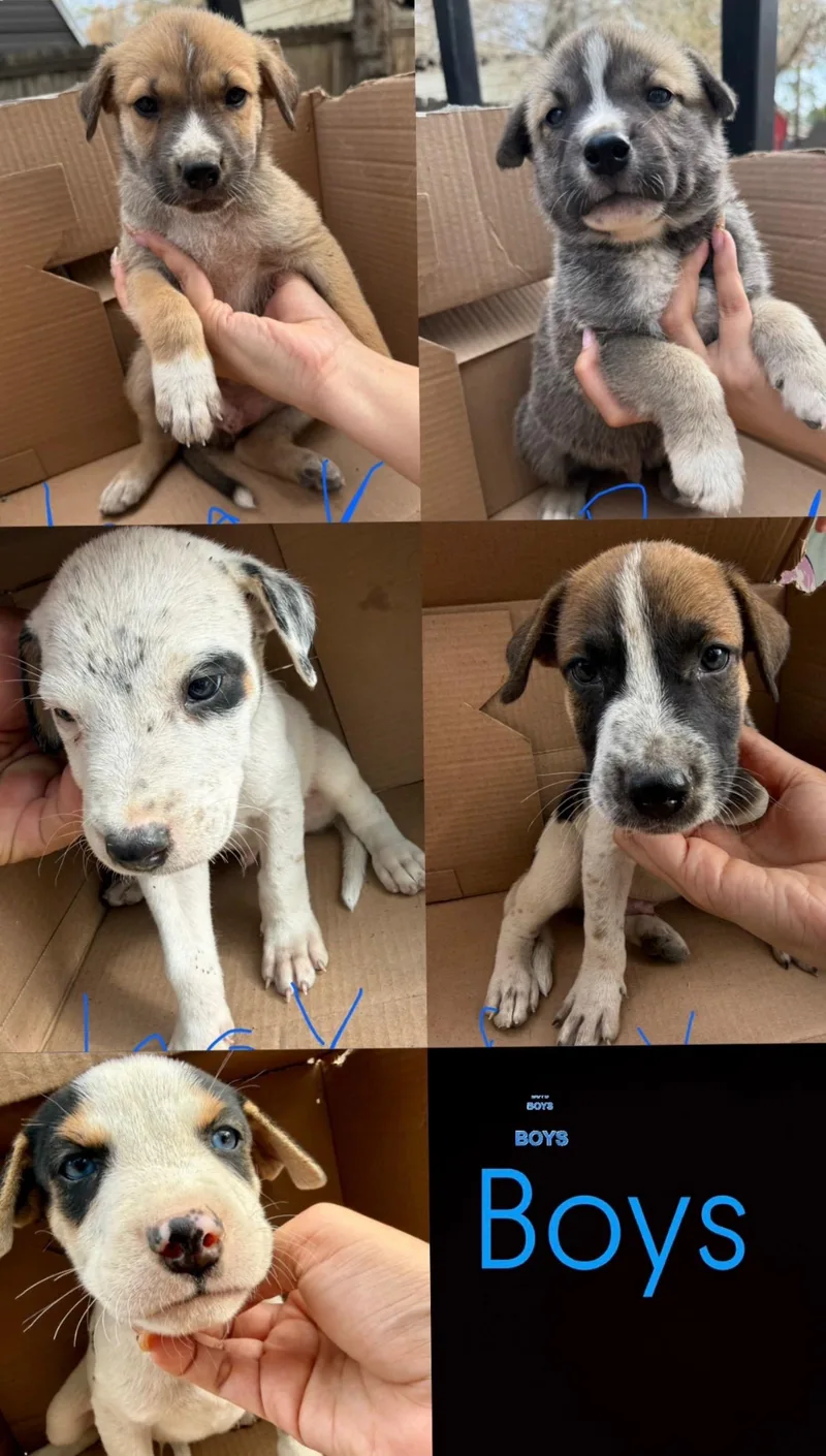 A baby medium-sized male Australian Cattle Dog / Blue Heeler dog named Mr.Blue eyes for adoption in Haslet, TX