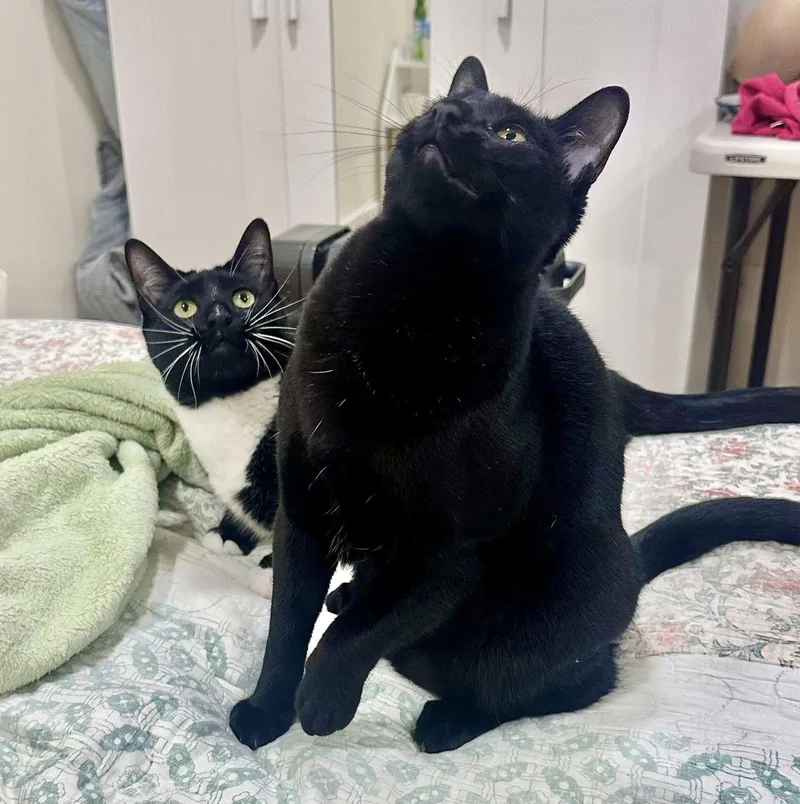 A baby medium-sized male Domestic Short Hair cat named Fleury And Little Owl for adoption in Brooklyn, NY