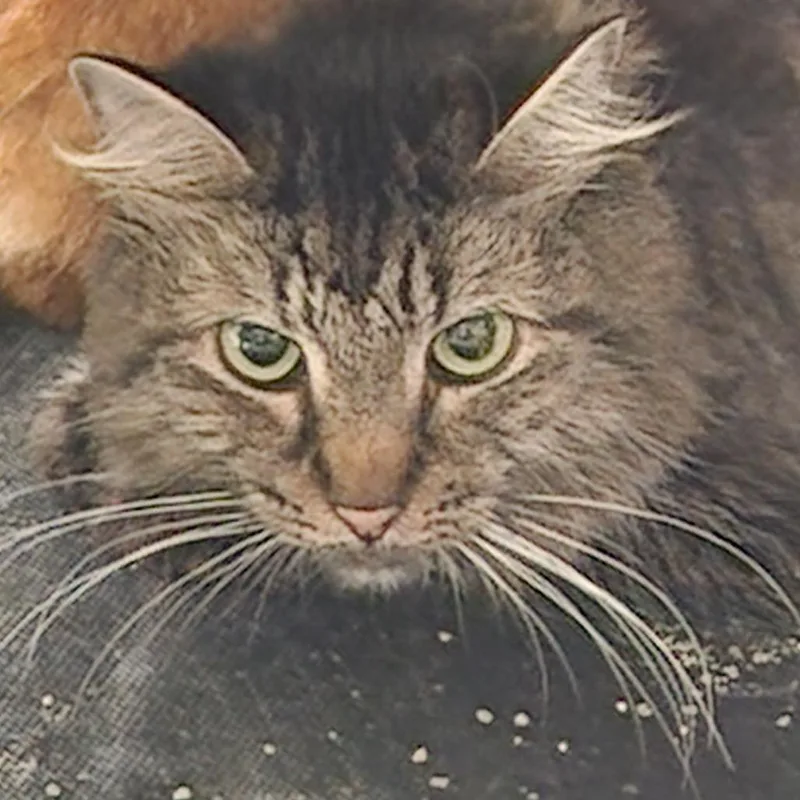 A senior small-sized female Maine Coon cat named SamanthaC for adoption in Corsicana, TX