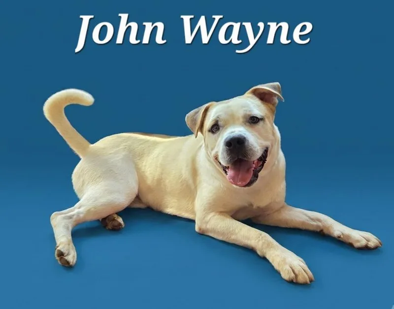 A young large-sized male Mixed Breed dog named John Wayne for adoption in Rutherfordton, NC