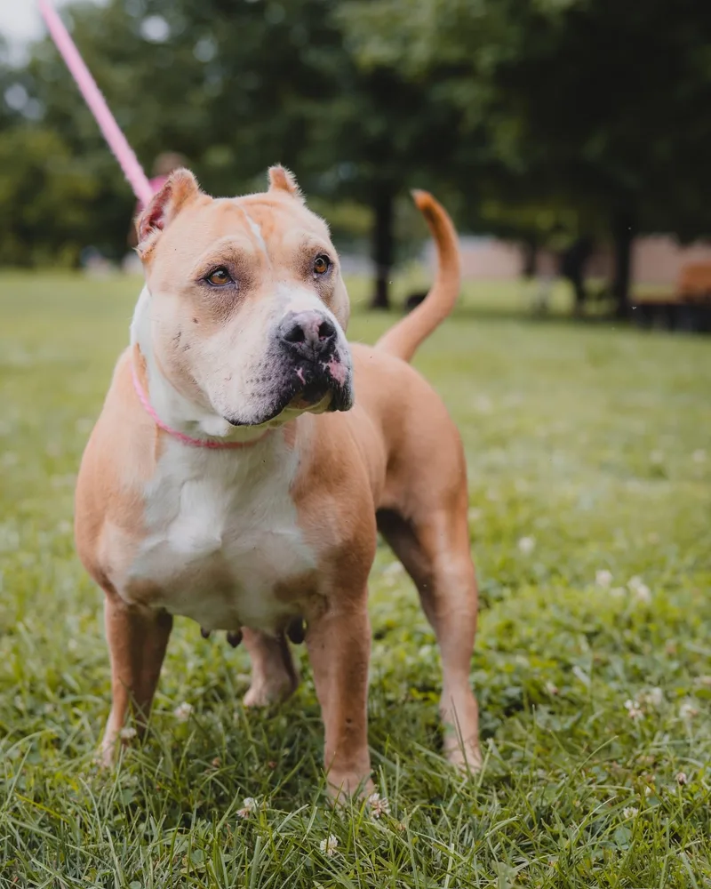 An adult medium-sized female Yellow / Tan / Blond / Fawn Pit Bull Terrier dog named Athena for adoption in Springfield, IL